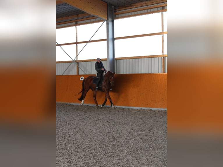 Niemiecki koń sportowy Wałach 11 lat 175 cm Ciemnokasztanowata in Kupferzell