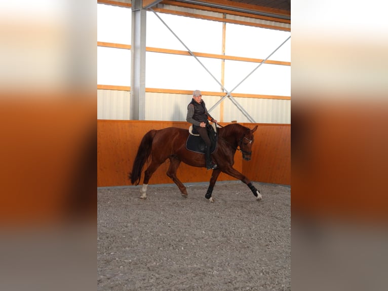 Niemiecki koń sportowy Wałach 11 lat 175 cm Ciemnokasztanowata in Kupferzell