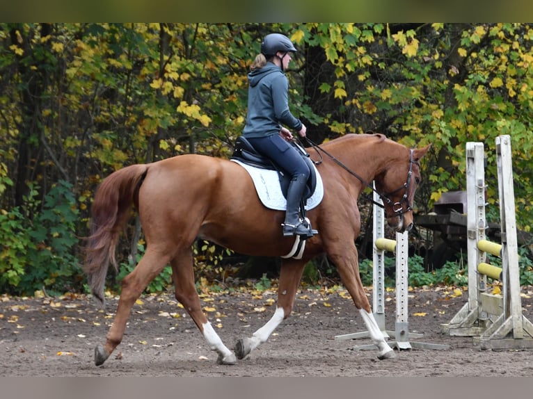 Niemiecki koń sportowy Wałach 11 lat 175 cm Kasztanowata in Burgthann