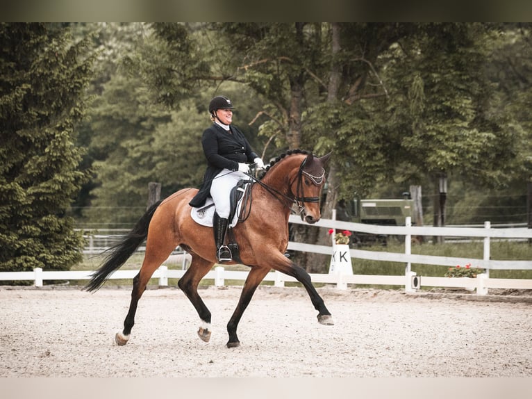 Niemiecki koń sportowy Wałach 11 lat 178 cm Gniada in Willstätt