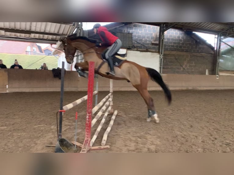 Niemiecki koń sportowy Wałach 11 lat 179 cm Gniada in Zweibrücken