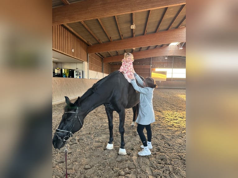 Niemiecki koń sportowy Wałach 11 lat 180 cm Kara in Schönfließ