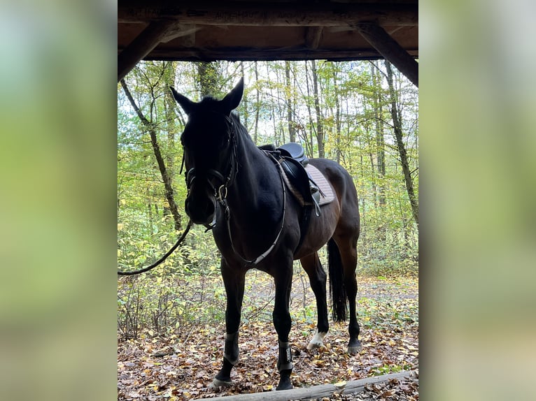 Niemiecki koń sportowy Wałach 12 lat 163 cm Gniada in Stuttgart Riedenberg