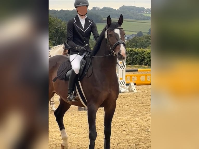 Niemiecki koń sportowy Wałach 12 lat 164 cm Ciemnogniada in Kürten