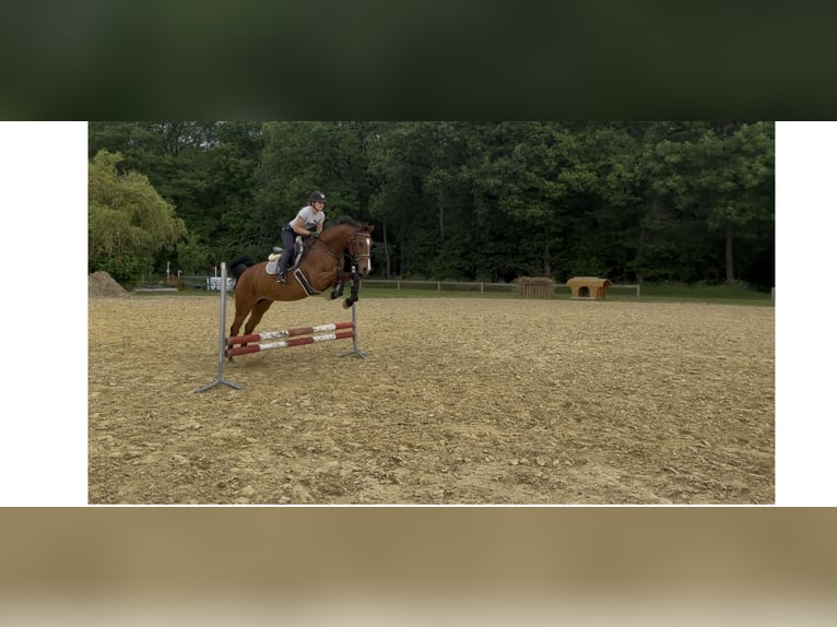 Niemiecki koń sportowy Wałach 12 lat 164 cm Gniada in Dittelbrunn