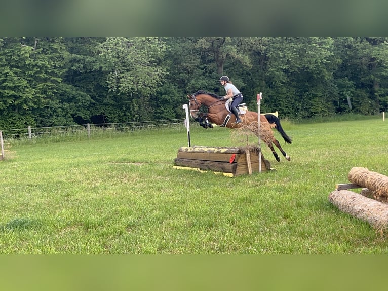 Niemiecki koń sportowy Wałach 12 lat 164 cm Gniada in Dittelbrunn