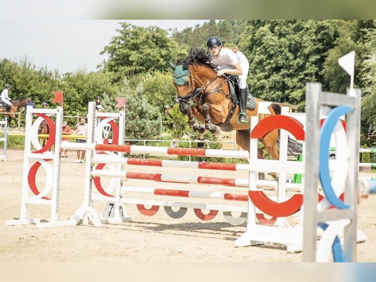 Niemiecki koń sportowy Wałach 12 lat 167 cm Gniada in Lienen