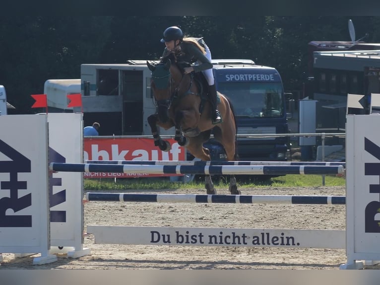 Niemiecki koń sportowy Wałach 12 lat 167 cm Gniada in Lienen