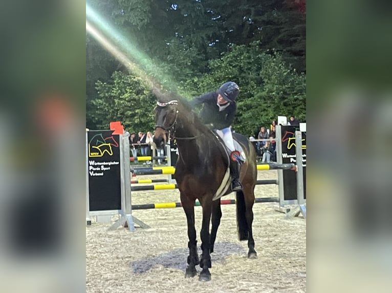Niemiecki koń sportowy Wałach 12 lat 168 cm Ciemnogniada in Aislingen