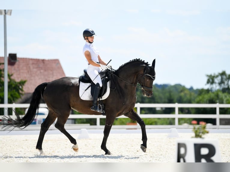 Niemiecki koń sportowy Wałach 12 lat 168 cm Ciemnogniada in Boock
