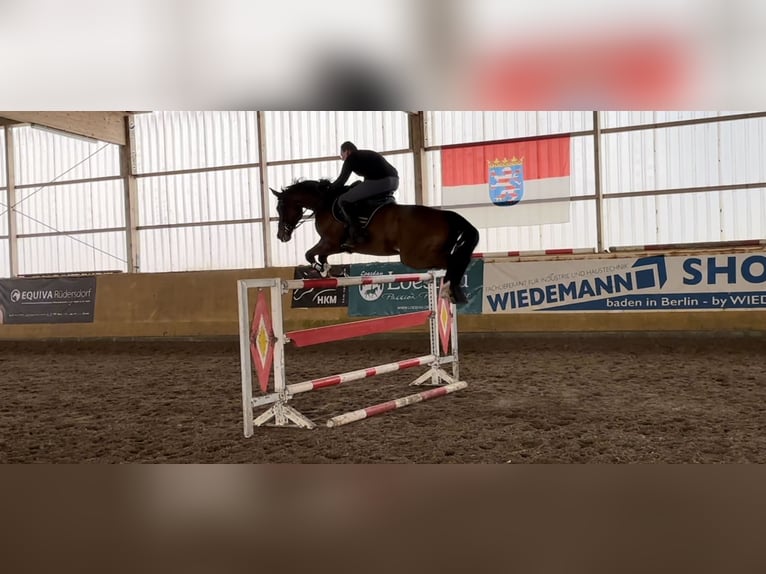 Niemiecki koń sportowy Wałach 12 lat 170 cm Gniada in Schönwalde-Glien OT Pausin