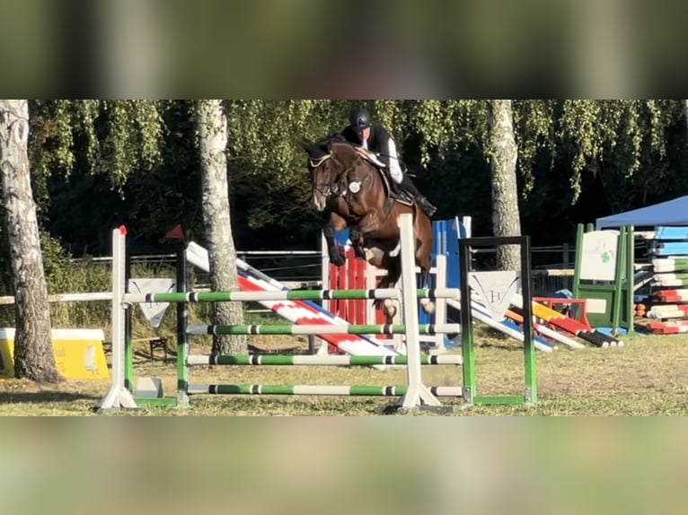 Niemiecki koń sportowy Wałach 12 lat 170 cm Gniada in Schönwalde-Glien OT Pausin