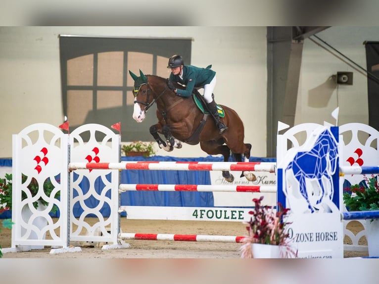 Niemiecki koń sportowy Wałach 12 lat 170 cm Gniada in Olsza