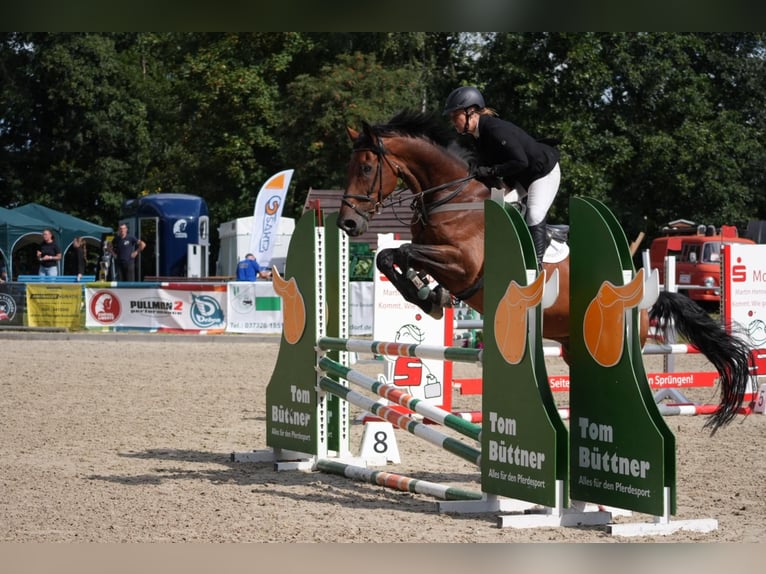 Niemiecki koń sportowy Wałach 12 lat 173 cm Gniada in Ostrau