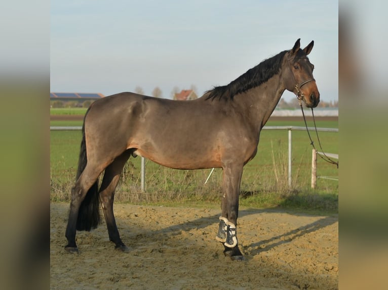 Niemiecki koń sportowy Wałach 12 lat 175 cm Gniada in Geilenkirchen