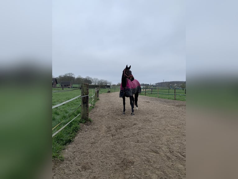Niemiecki koń sportowy Wałach 12 lat 178 cm Ciemnogniada in Kamp-Lintfort