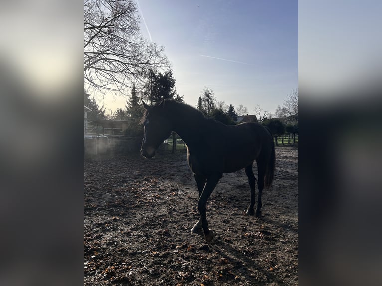 Niemiecki koń sportowy Wałach 12 lat 183 cm Ciemnogniada in Neuruppin