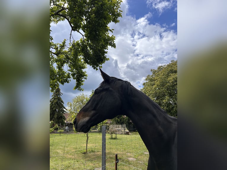 Niemiecki koń sportowy Wałach 12 lat 183 cm Ciemnogniada in Neuruppin