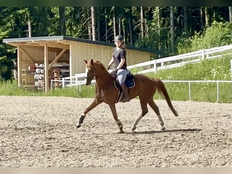 Niemiecki koń sportowy Wałach 13 lat 162 cm Kasztanowata in Pelmberg