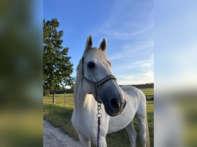 Niemiecki koń sportowy Wałach 13 lat 164 cm Siwa in Delitzsch