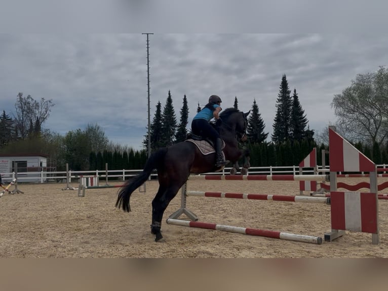 Niemiecki koń sportowy Wałach 13 lat 168 cm Ciemnogniada in Aislingen
