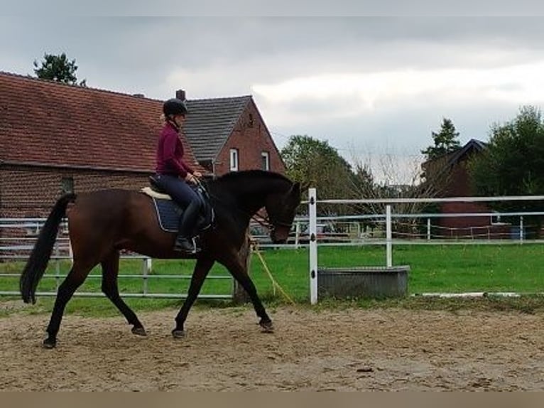 Niemiecki koń sportowy Mix Wałach 13 lat 171 cm Ciemnogniada in Bottrop