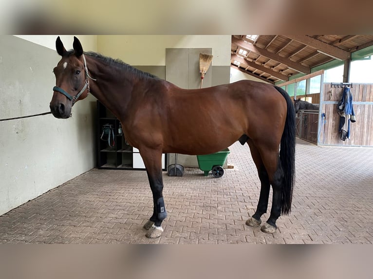 Niemiecki koń sportowy Wałach 13 lat 171 cm Gniada in Erdweg
