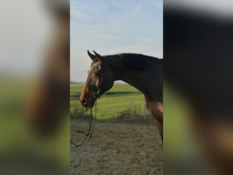 Niemiecki koń sportowy Wałach 13 lat 175 cm Gniada in Geilenkirchen