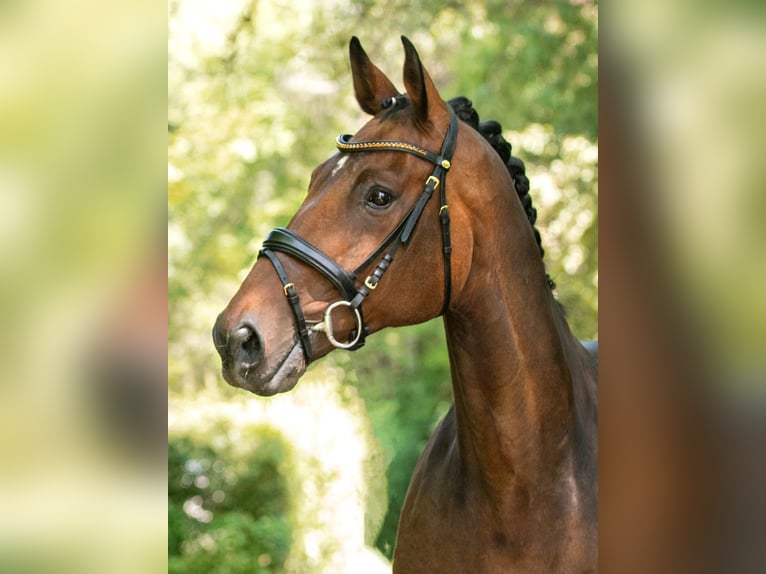 Niemiecki koń sportowy Wałach 14 lat 168 cm Gniada in Ruppertshofen