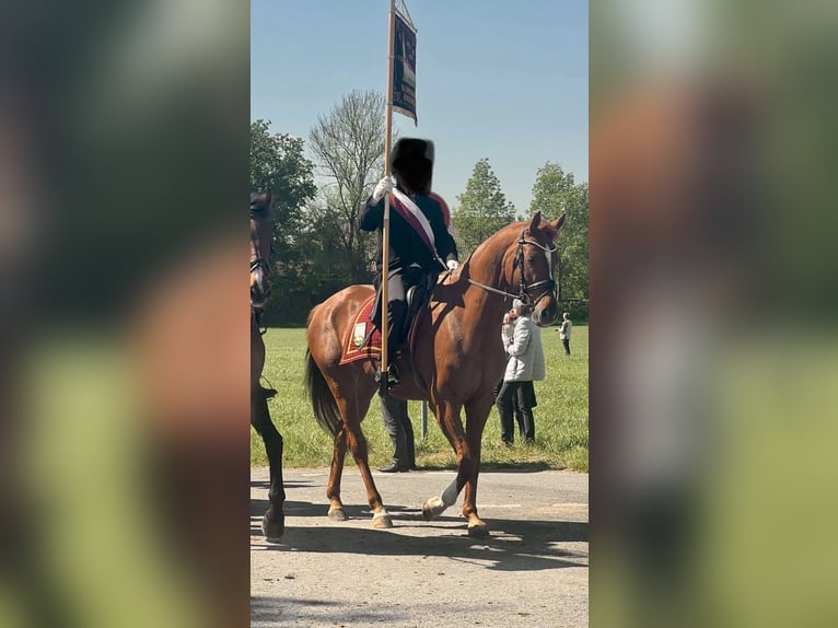 Niemiecki koń sportowy Wałach 14 lat 168 cm Kasztanowata in Langenenslingen