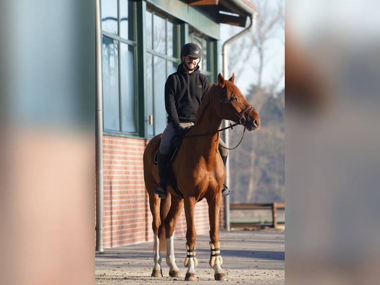 Niemiecki koń sportowy Wałach 14 lat 174 cm Kasztanowata in Horstmar