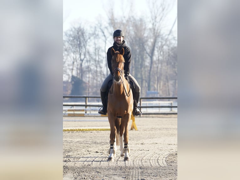 Niemiecki koń sportowy Wałach 14 lat 174 cm Kasztanowata in Horstmar