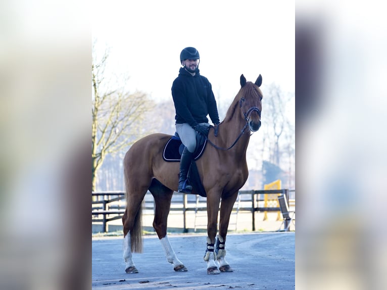 Niemiecki koń sportowy Wałach 14 lat 174 cm Kasztanowata in Horstmar