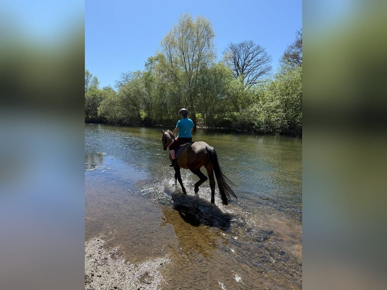 Niemiecki koń sportowy Wałach 14 lat 175 cm Gniada in Herford