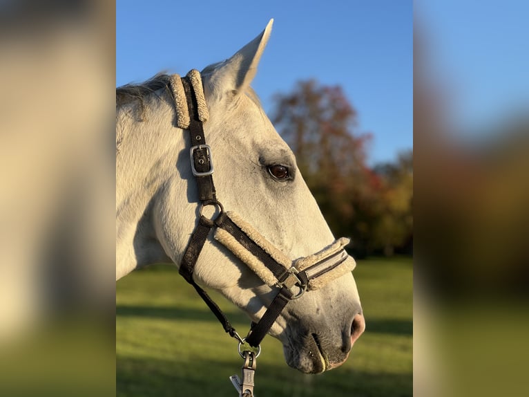 Niemiecki koń sportowy Wałach 14 lat 176 cm Siwa in Metzingen