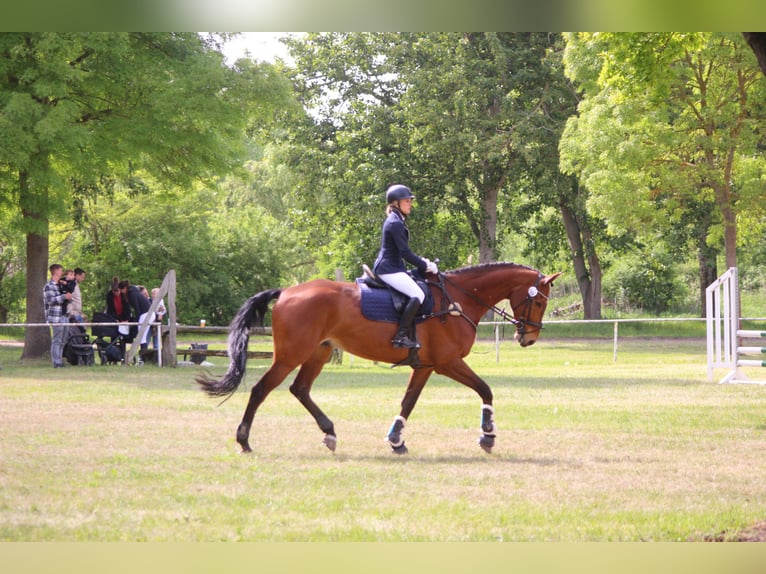 Niemiecki koń sportowy Wałach 14 lat 187 cm Gniada in Berlin