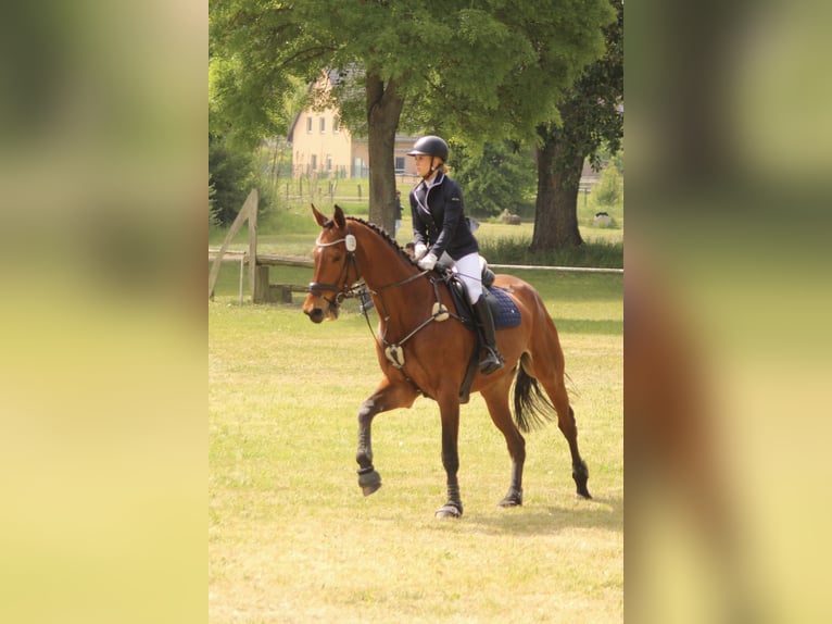 Niemiecki koń sportowy Wałach 14 lat 187 cm Gniada in Berlin