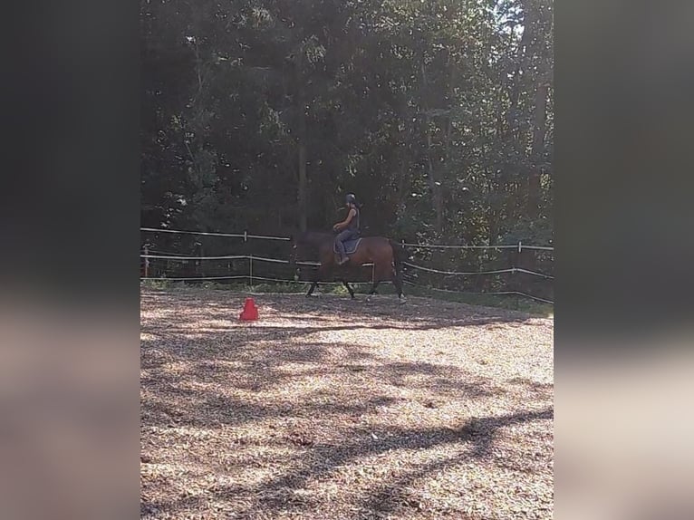 Niemiecki koń sportowy Wałach 15 lat 163 cm Gniada in Creußen