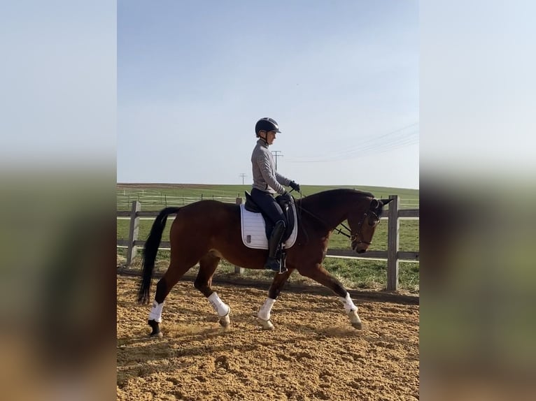 Niemiecki koń sportowy Wałach 15 lat 167 cm Gniada in Bruck