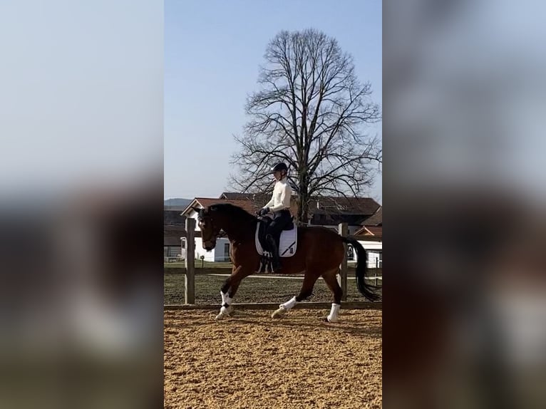 Niemiecki koń sportowy Wałach 15 lat 167 cm Gniada in Bruck