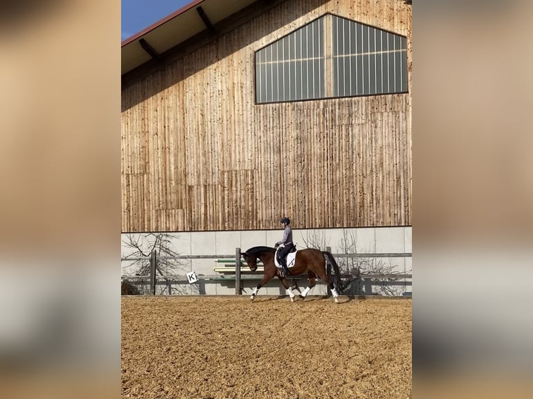 Niemiecki koń sportowy Wałach 15 lat 167 cm Gniada in Bruck