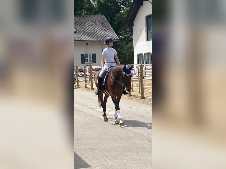 Niemiecki koń sportowy Wałach 15 lat 167 cm Gniada in Bruck