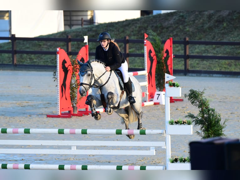 Niemiecki koń sportowy Wałach 15 lat 168 cm Siwa in Weingarten