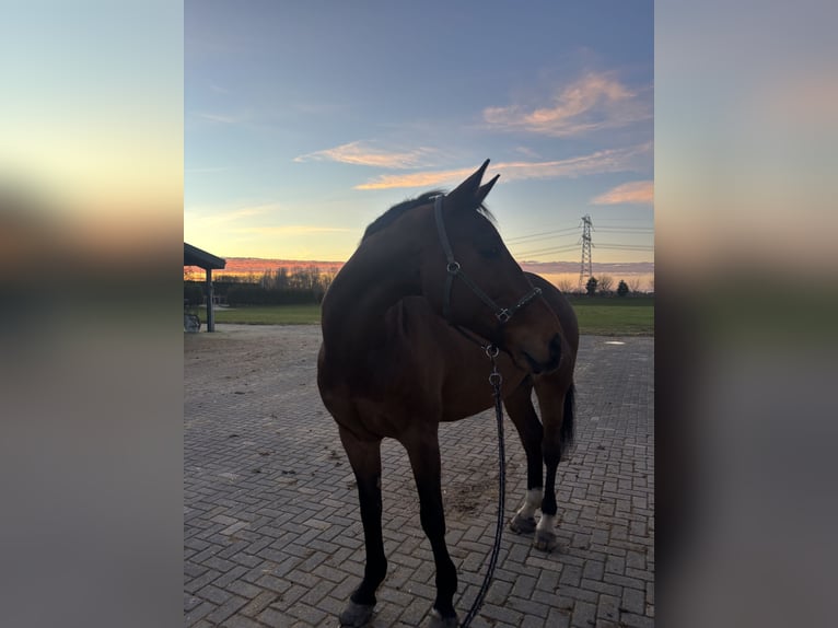 Niemiecki koń sportowy Wałach 15 lat 172 cm Ciemnogniada in Leeuwarden
