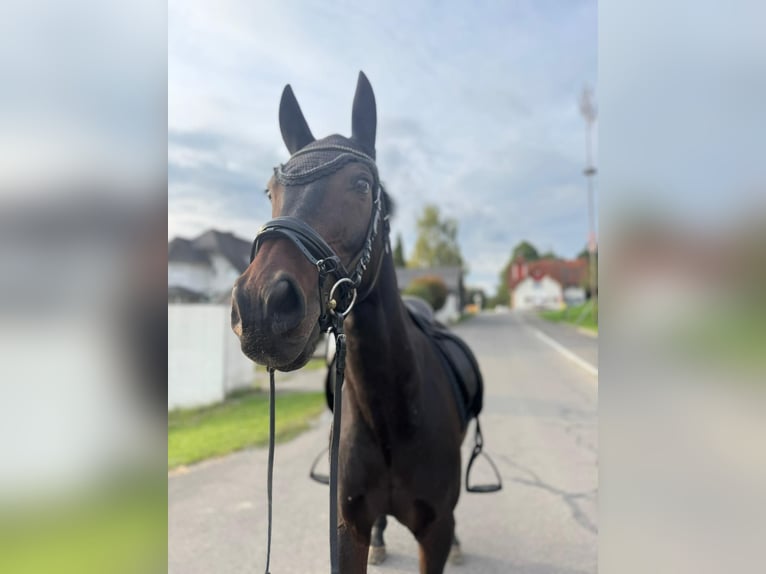 Niemiecki koń sportowy Wałach 16 lat 165 cm Ciemnogniada in Klein-Preding