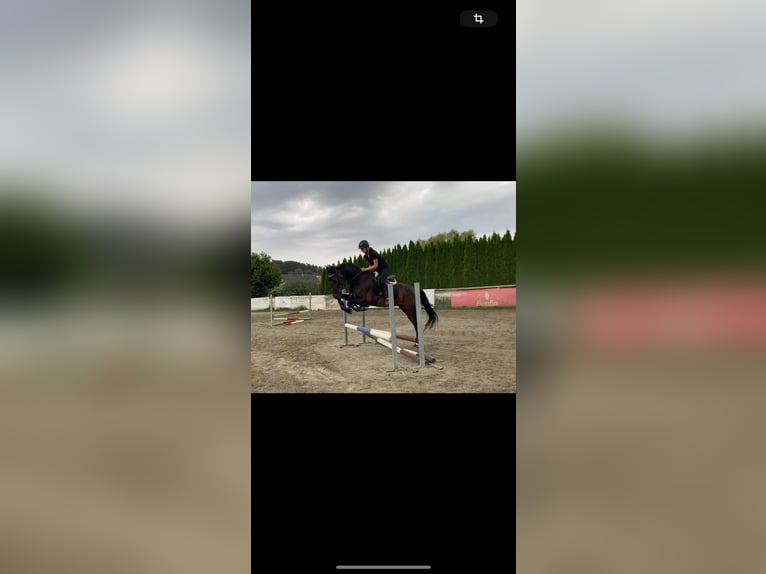 Niemiecki koń sportowy Wałach 16 lat 165 cm Ciemnogniada in Klein-Preding
