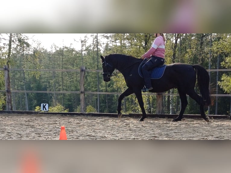 Niemiecki koń sportowy Wałach 16 lat 168 cm Kara in Rennerod Niemiecki koń sportowy Wałach 16 lat 168 cm Kara in Rennerod