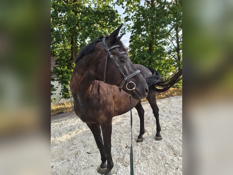 Niemiecki koń sportowy Wałach 16 lat 169 cm Kara in Nabburg