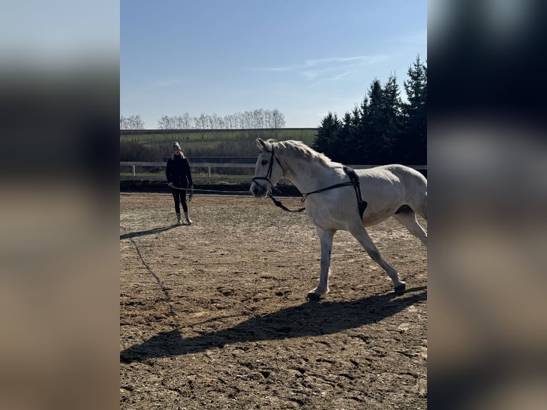 Niemiecki koń sportowy Wałach 16 lat 169 cm Siwa in Jahnsdorf/ErzgebirgeLeukersdorf