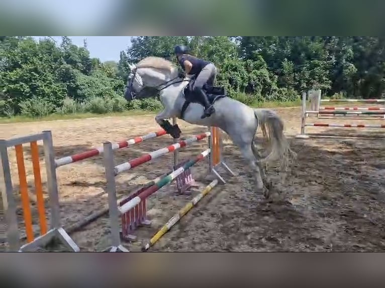 Niemiecki koń sportowy Wałach 16 lat 170 cm Siwa w hreczce in Wahlitz